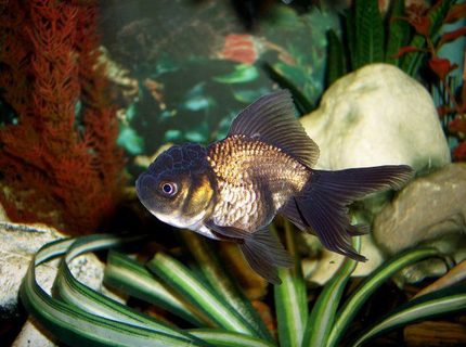 freshwater fish - carassius auratus - black oranda goldfish stocking in 72 gallons tank - Black Oranda freshwater fish - carassius auratus - black oranda goldfish stocking in 72 gallons tank - Black Oranda