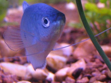 freshwater fish - trichogaster trichopterus - blue gourami stocking in 30 gallons tank - My gorumi! freshwater fish - trichogaster trichopterus - blue gourami stocking in 30 gallons tank - My gorumi!