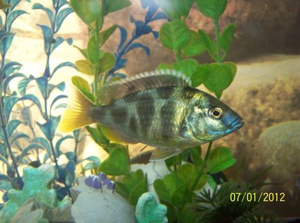 freshwater fish - nimbochromis venustus - venustus cichlid stocking in 55 gallons tank - Venestus Cichlid freshwater fish - nimbochromis venustus - venustus cichlid stocking in 55 gallons tank - Venestus Cichlid