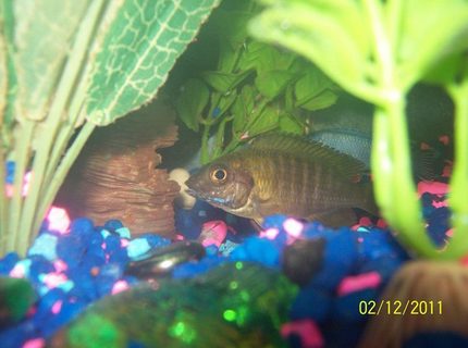 freshwater fish - iodotropheus sprengerae - rusty cichlid stocking in 55 gallons tank - Rusty Cichlid freshwater fish - iodotropheus sprengerae - rusty cichlid stocking in 55 gallons tank - Rusty Cichlid