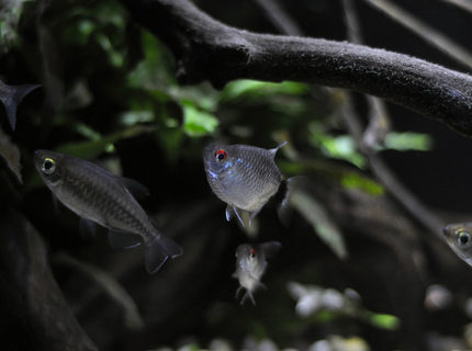 freshwater fish - moenkhausia sanctaefilomene - red eye tetra stocking in 29 gallons tank - Red Eye Tetra(Balloon version) I recommend going with the regular ones, these guys aren't the heartiest, but 3 of 8 persevered for 2 years so far freshwater fish - moenkhausia sanctaefilomene - red eye tetra stocking in 29 gallons tank - Red Eye Tetra(Balloon version) I recommend going with the regular ones, these guys aren't the heartiest, but 3 of 8 persevered for 2 years so far
