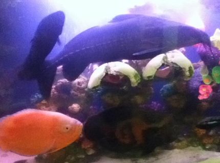 freshwater fish - astronotus ocellatus - tiger oscar, albino stocking in 50 gallons tank freshwater fish - astronotus ocellatus - tiger oscar, albino stocking in 50 gallons tank