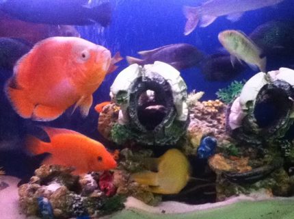 freshwater fish - astronotus ocellatus - tiger oscar, albino stocking in 50 gallons tank freshwater fish - astronotus ocellatus - tiger oscar, albino stocking in 50 gallons tank