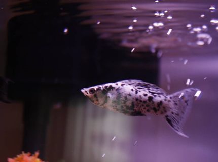 freshwater fish - poecilia latipinna - dalmatian molly stocking in 10 gallons tank - Dalmation Lyretail Molly - One of two
starter fish for my new tank! Although he could care less about his surroundings he seems quite intrigued with the heater in the tank. freshwater fish - poecilia latipinna - dalmatian molly stocking in 10 gallons tank - Dalmation Lyretail Molly - One of two
starter fish for my new tank! Although he could care less about his surroundings he seems quite intrigued with the heater in the tank.