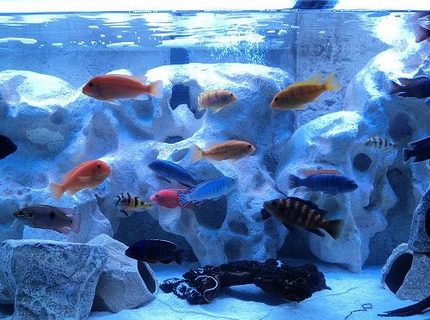 freshwater fish - archocentrus nigrofasciatus - black convict cichlid stocking in 125 gallons tank freshwater fish - archocentrus nigrofasciatus - black convict cichlid stocking in 125 gallons tank