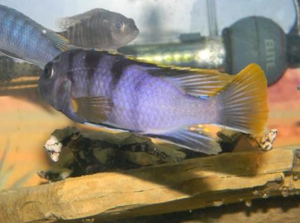 freshwater fish - iodotropheus sprengerae - rusty cichlid stocking in 55 gallons tank - One of my favorites. Love the purple and yellow. freshwater fish - iodotropheus sprengerae - rusty cichlid stocking in 55 gallons tank - One of my favorites. Love the purple and yellow.