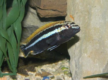 freshwater fish - melanochromis auratus - auratus cichlid stocking in 55 gallons tank - Cool looking guy. For you
Pittsburgh Steeler fans! freshwater fish - melanochromis auratus - auratus cichlid stocking in 55 gallons tank - Cool looking guy. For you
Pittsburgh Steeler fans!