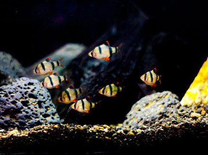 Rated #7: Freshwater Fish - Puntius Tetrazona - Tiger Barb Stocking In 25 Gallons Tank - barbus tetrazona Rated #7: Freshwater Fish - Puntius Tetrazona - Tiger Barb Stocking In 25 Gallons Tank - barbus tetrazona