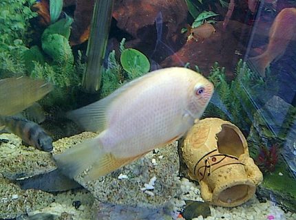 freshwater fish - heros serverus - gold severum stocking in 40 gallons tank - My Golden Severum freshwater fish - heros serverus - gold severum stocking in 40 gallons tank - My Golden Severum