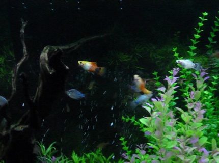 freshwater fish - xiphophorus maculatus - platy stocking in 90 gallons tank freshwater fish - xiphophorus maculatus - platy stocking in 90 gallons tank