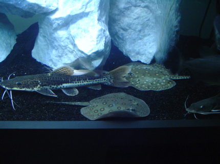 freshwater fish - phractocephalus hemioliopterus - redtail cat stocking in 75 gallons tank - My redtail/TSH hybrid, 2 motoro rays. freshwater fish - phractocephalus hemioliopterus - redtail cat stocking in 75 gallons tank - My redtail/TSH hybrid, 2 motoro rays.
