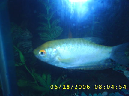 freshwater fish - colisa chuna - honey dwarf gourami stocking in 60 gallons tank - this is a honeysuckle gurami freshwater fish - colisa chuna - honey dwarf gourami stocking in 60 gallons tank - this is a honeysuckle gurami