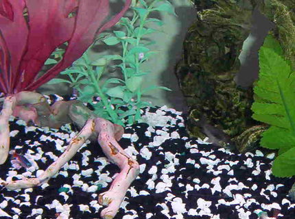 freshwater fish - botia macracantha - clown loach stocking in 46 gallons tank - my 2 clown loaches freshwater fish - botia macracantha - clown loach stocking in 46 gallons tank - my 2 clown loaches