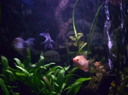 freshwater fish - colisa chuna - honey dwarf gourami stocking in 85 gallons tank - This Honey Gourami is not especially shy. freshwater fish - colisa chuna - honey dwarf gourami stocking in 85 gallons tank - This Honey Gourami is not especially shy.