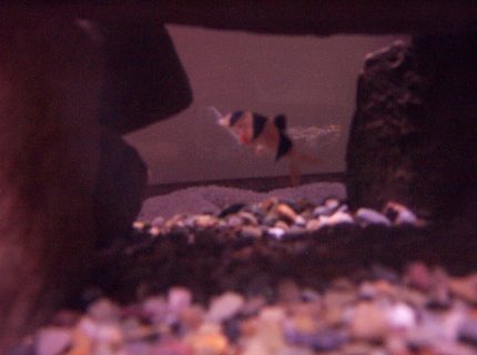freshwater fish - botia macracantha - clown loach stocking in 25 gallons tank - my clown loach freshwater fish - botia macracantha - clown loach stocking in 25 gallons tank - my clown loach