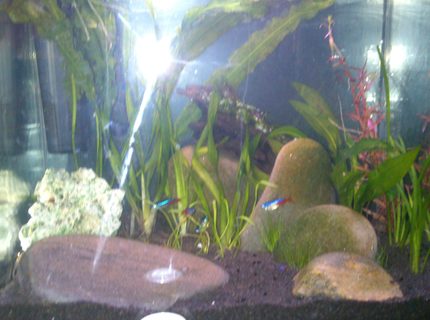 freshwater fish - paracheirodon innesi - neon tetra jumbo stocking in 15 gallons tank - My New Nano freshwater fish - paracheirodon innesi - neon tetra jumbo stocking in 15 gallons tank - My New Nano