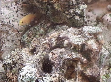 freshwater fish - labidochromis caeruleus - electric yellow cichlid stocking in 75 gallons tank - Yellow Lab juvenile being a bit brave. freshwater fish - labidochromis caeruleus - electric yellow cichlid stocking in 75 gallons tank - Yellow Lab juvenile being a bit brave.