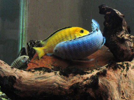 freshwater fish - labidochromis caeruleus - electric yellow cichlid stocking in 55 gallons tank - Spawning - Pindani freshwater fish - labidochromis caeruleus - electric yellow cichlid stocking in 55 gallons tank - Spawning - Pindani