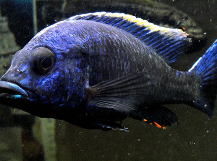 freshwater fish - aulonocara stuartgranti - flavescent peacock stocking in 55 gallons tank - Flavescent-Peacock-2---Aulonocara-stuartgranti freshwater fish - aulonocara stuartgranti - flavescent peacock stocking in 55 gallons tank - Flavescent-Peacock-2---Aulonocara-stuartgranti