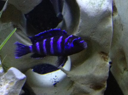 Rated #4: Freshwater Fish - Pseudotropheus Demasoni - Demasoni Cichlid Stocking In 55 Gallons Tank - Demansoni Rated #4: Freshwater Fish - Pseudotropheus Demasoni - Demasoni Cichlid Stocking In 55 Gallons Tank - Demansoni