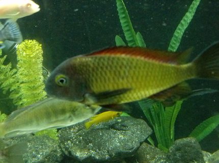 Rated #9: Freshwater Fish - Tropheus Moorii Ilangi - Ilangi Stocking In 184 Gallons Tank - WC Tropheus Ilangi Rated #9: Freshwater Fish - Tropheus Moorii Ilangi - Ilangi Stocking In 184 Gallons Tank - WC Tropheus Ilangi