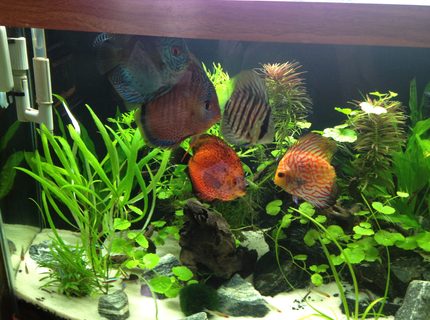 Rated #5: Freshwater Fish - Symphysodon Aequifasciata - Green Discus Stocking In 49 Gallons Tank - My Fish Rated #5: Freshwater Fish - Symphysodon Aequifasciata - Green Discus Stocking In 49 Gallons Tank - My Fish
