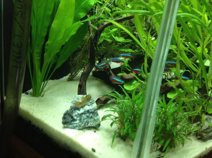 freshwater fish - paracheirodon innesi - neon tetra jumbo stocking in 49 gallons tank - My Fish freshwater fish - paracheirodon innesi - neon tetra jumbo stocking in 49 gallons tank - My Fish