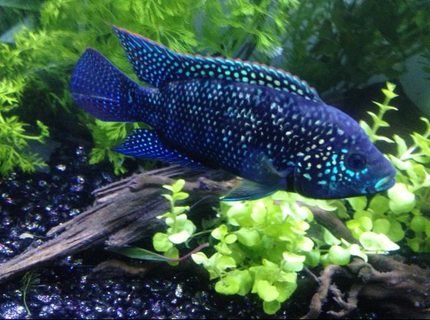 Rated #1: Freshwater Fish - Nandopsis Octofasciatum - Jack Dempsey Stocking In 60 Gallons Tank - Not Your Everyday JD Rated #1: Freshwater Fish - Nandopsis Octofasciatum - Jack Dempsey Stocking In 60 Gallons Tank - Not Your Everyday JD