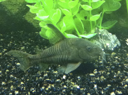 freshwater fish - corydoras paleatus - peppered cory cat stocking in 40 gallons tank - Peppered Corydora freshwater fish - corydoras paleatus - peppered cory cat stocking in 40 gallons tank - Peppered Corydora