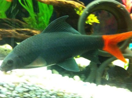 freshwater fish - epalzeorhynchos bicolor - redtail shark stocking in 125 gallons tank - another pic of my big 5 1/2 inch redtail shark. he was only 4 1/2 inches in this picture but this is my best ever pic of him freshwater fish - epalzeorhynchos bicolor - redtail shark stocking in 125 gallons tank - another pic of my big 5 1/2 inch redtail shark. he was only 4 1/2 inches in this picture but this is my best ever pic of him