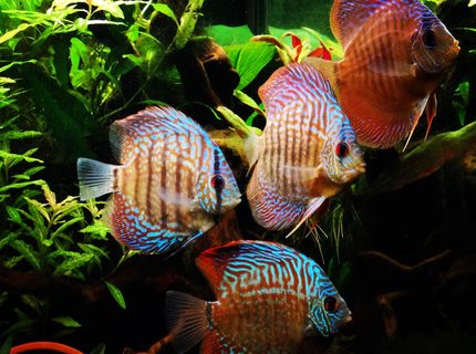 Rated #1: Freshwater Fish - Symphysodon Sp. - Checkerboard Discus Stocking In 75 Gallons Tank - My discus Rated #1: Freshwater Fish - Symphysodon Sp. - Checkerboard Discus Stocking In 75 Gallons Tank - My discus