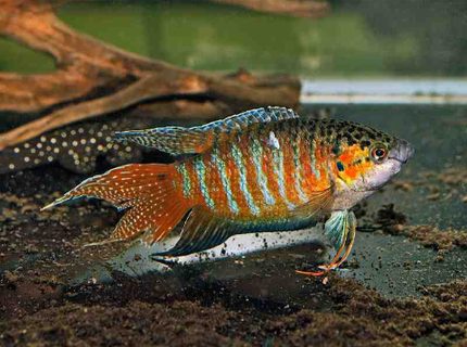 Rated #3: Freshwater Fish - Macropodus Opercularis - Blue Paradise Stocking In 36 Gallons Tank - Paradise Gourami Rated #3: Freshwater Fish - Macropodus Opercularis - Blue Paradise Stocking In 36 Gallons Tank - Paradise Gourami