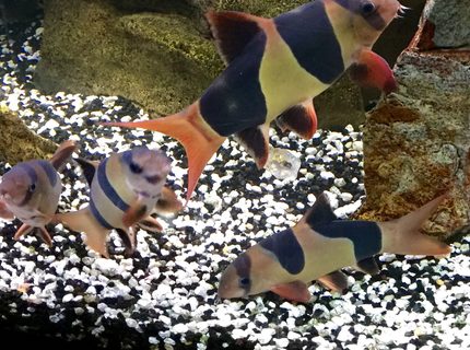 freshwater fish - botia macracantha - clown loach stocking in 95 gallons tank - My 20 year old Clown Loach got him in 1994 . The smaller guys are about 8 years. freshwater fish - botia macracantha - clown loach stocking in 95 gallons tank - My 20 year old Clown Loach got him in 1994 . The smaller guys are about 8 years.