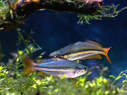Rated #9: Freshwater Fish Stocking In 55 Gallons Tank - M.austalis Rated #9: Freshwater Fish Stocking In 55 Gallons Tank - M.austalis