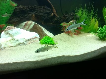 freshwater fish - balantiocheilus melanopterus - bala shark stocking in 50 gallons tank - Silver sharks freshwater fish - balantiocheilus melanopterus - bala shark stocking in 50 gallons tank - Silver sharks