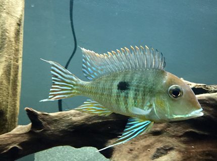 Rated #1: Freshwater Fish - Geophagus Surunimsis - Surinamen Geophagus Stocking In 45 Gallons Tank - Surinamen Geophagus Rated #1: Freshwater Fish - Geophagus Surunimsis - Surinamen Geophagus Stocking In 45 Gallons Tank - Surinamen Geophagus
