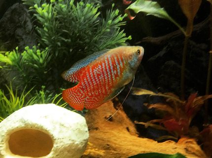 freshwater fish - colisa lalia - dwarf gourami stocking in 26 gallons tank - 🐠🐠 freshwater fish - colisa lalia - dwarf gourami stocking in 26 gallons tank - 🐠🐠