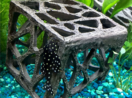 Rated #4: Freshwater Fish - Hypancistrus Inspector L-102 - Snowball Pleco Stocking In 15 Gallons Tank - snowball pleco Rated #4: Freshwater Fish - Hypancistrus Inspector L-102 - Snowball Pleco Stocking In 15 Gallons Tank - snowball pleco