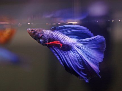 Rated #5: Freshwater Fish Stocking In 5 Gallons Tank - betta fish Rated #5: Freshwater Fish Stocking In 5 Gallons Tank - betta fish