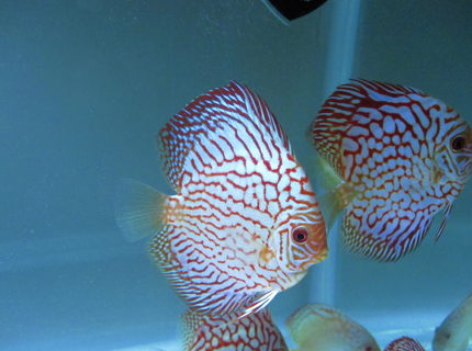 Rated #2: Freshwater Fish Stocking In 50 Gallons Tank - here is my flora pigeon discus that I bought from Na discus Rated #2: Freshwater Fish Stocking In 50 Gallons Tank - here is my flora pigeon discus that I bought from Na discus