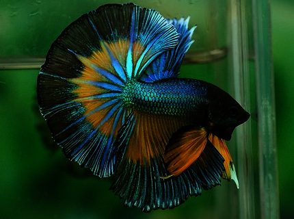 Rated #1: Freshwater Fish Stocking In 40 Gallons Tank - My mustard gas betta, Simon Rated #1: Freshwater Fish Stocking In 40 Gallons Tank - My mustard gas betta, Simon