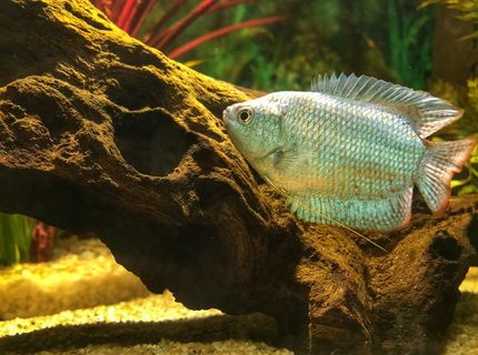 Rated #3: Freshwater Fish Stocking In 14 Gallons Tank - Our Dwarf Gourami, \ Rated #3: Freshwater Fish Stocking In 14 Gallons Tank - Our Dwarf Gourami, 'Michael'.