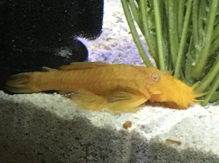 freshwater fish stocking in 45 gallons tank - Albino Bristlenose Place 1-6-17 freshwater fish stocking in 45 gallons tank - Albino Bristlenose Place 1-6-17
