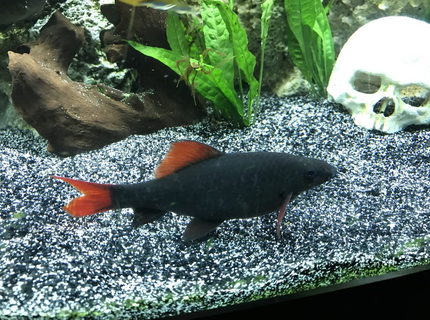 freshwater fish stocking in 60 gallons tank - Red-tailed black shark freshwater fish stocking in 60 gallons tank - Red-tailed black shark