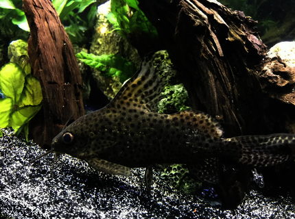 freshwater fish stocking in 60 gallons tank - Synodontis eupterus freshwater fish stocking in 60 gallons tank - Synodontis eupterus