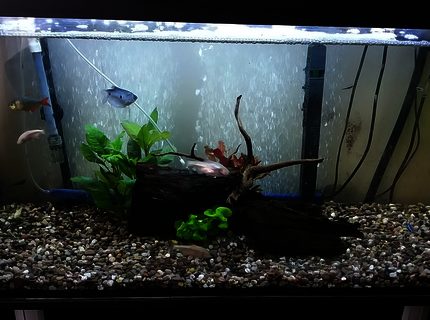 freshwater fish stocking in 20 gallons tank - Rate my tank! freshwater fish stocking in 20 gallons tank - Rate my tank!