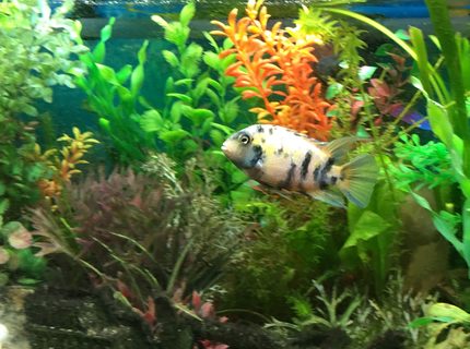 freshwater fish stocking in 44 gallons tank - Convict Cichlid - Female i think freshwater fish stocking in 44 gallons tank - Convict Cichlid - Female i think