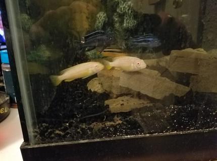 Rated #1: Freshwater Fish Stocking In 40 Gallons Tank - Power struggle between two albino auratus and female auratus while two unlikely johanni suiters look on. Rated #1: Freshwater Fish Stocking In 40 Gallons Tank - Power struggle between two albino auratus and female auratus while two unlikely johanni suiters look on.