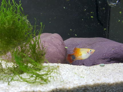 Rated #10: Freshwater Fish Stocking In 29 Gallons Tank - Close up micky mouse Rated #10: Freshwater Fish Stocking In 29 Gallons Tank - Close up micky mouse