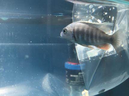 freshwater fish stocking in 36 gallons tank - Name this fish I just got in the fish store please freshwater fish stocking in 36 gallons tank - Name this fish I just got in the fish store please